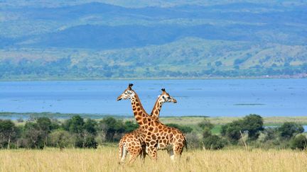 Des girafes dans la savane en Ouganda, le 1er décembre 2016. (ANTOINE LORGNIER / BIOSPHOTO / AFP)