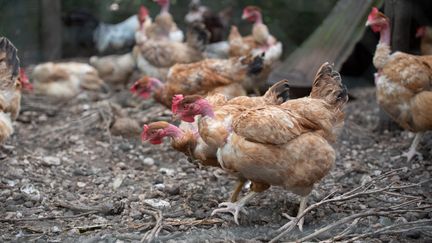 Un élevage de poules à Excideuil (Dordogne), le 18 juin 2021. (ROMAIN LONGIERAS / HANS LUCAS / AFP)