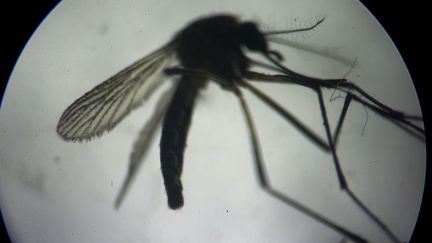 Le moustique Aedes, vecteur potentiel du virus Zika, dans un laboratoire à Saint-Domingue (République dominicaine), le 10 février 2016. (STRINGER / ANADOLU AGENCY / AFP)