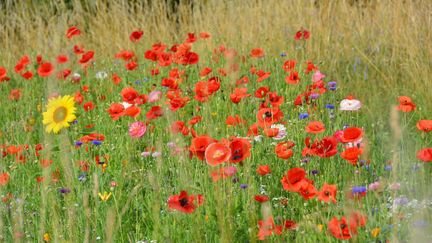 Prairie fleurie au Mas des Béalières, en Isère.&nbsp; (ISABELLE MORAND / MAS DES BEALIERES / RADIO FRANCE / FRANCE INFO)