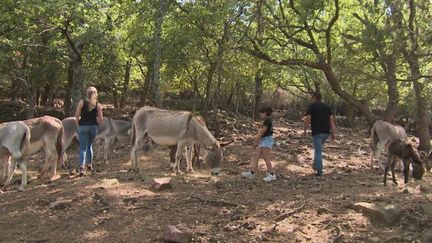 Incendies : dans le Var, des ânes sont utilisés pour débroussailler