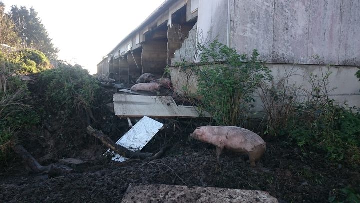 En 2017, la rupture du mur d'une porcherie, près de Pédernec (Côtes-d'Armor), avait provoqué une pollution au lisier du Jaudy. (MAXPPP)