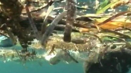 Les sacs plastiques sont un fl&eacute;au pour les oc&eacute;ans. ( CAPTURE ECRAN FRANCE 3)