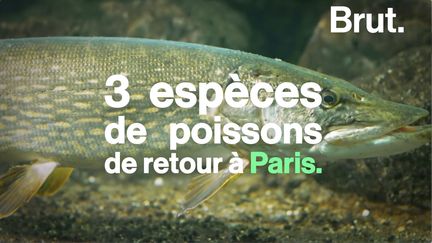 Après des décennies d'efforts, ils reviennent peupler les eaux de la Seine.