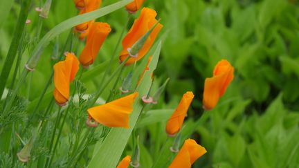 Les pavots de Californie fleurissent longtemps et résistent à la sécheresse.&nbsp; (ISABELLE MORAND / RADIO FRANCE / FRANCE INFO)