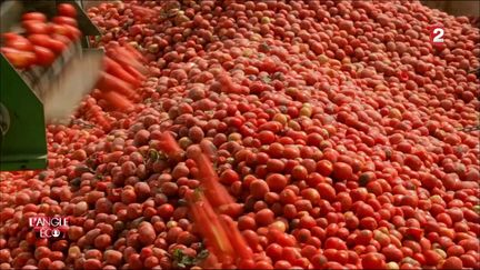 VIDEO. Tomate, la sauce la mondialisation