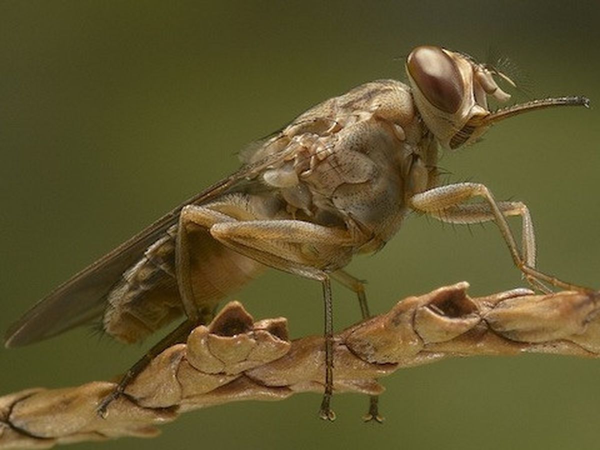 Comment La Mouche Tse Tse A Ete Eradiquee D Une Region Du Senegal