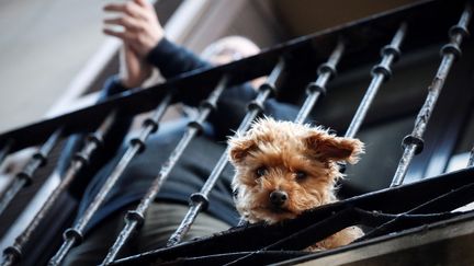 Un homme et son chien se tiennent sur leur balcon dans le centre de San Sebastian, au Pays basque, dans le nord de l'Espagne, le 03 avril 2020. (JAVIER ETXEZARRETA / EFE / MAXPPP)