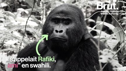 Il s'appelait Rafiki, c'était l'un des gorilles les plus célèbres d'Ouganda. Le mardi 2 juin 2020, il a été retrouvé mort, son abdomen percé par un objet tranchant...