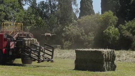 Le foin de Crau, un brin d'herbe qui vaut de l'or