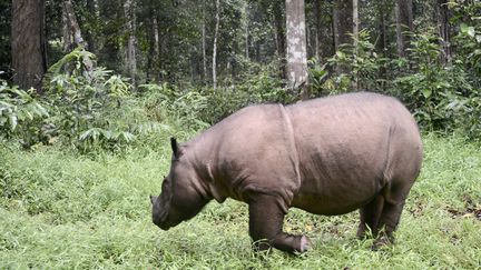 Un rhinocéros de Sumatra, le 8 novembre 2016, dans le&nbsp;Kambas National Park en Indonésie.&nbsp; (GOH CHAI HIN / AFP)