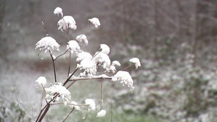 Nord : les premiers flocons sont tombés en plaine (France 3)