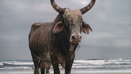 Toute l’œuvre photographique de Daniel Naudé est une quête, celle d’un moment partagé entre l’homme et l’animal (chiens africains et cervidés en Afrique du Sud, vaches sacrées en Inde, oiseaux des hauts plateaux et des forêts d’Australie…). Ses portraits sont autant de points de rencontre intenses avec la nature – et une tentative de garder en mémoire ce que l’homme détruit patiemment.
 (Daniel Naudé)