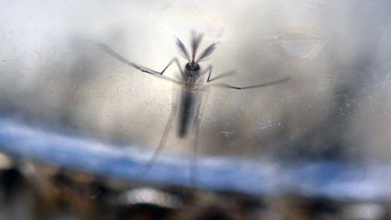 Un moustique tigre, porteur du virus Zika, dans un laboratoire de San Salvador (République du Salvador), le 7 février 2016. (MARVIN RECINOS / AFP)