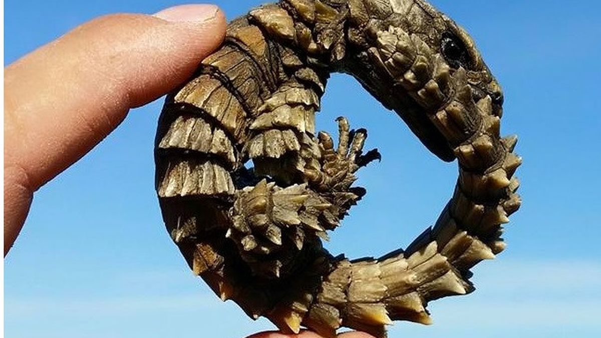 how much does an armadillo lizard cost