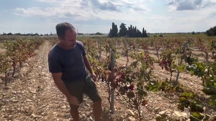 Après un printemps très chaud et un été caniculaire dans l'Aude, les vignerons sont confrontés à de mauvaises récoltes en 2024. D'autres départements sont également touchés. (FRANCEINFO)