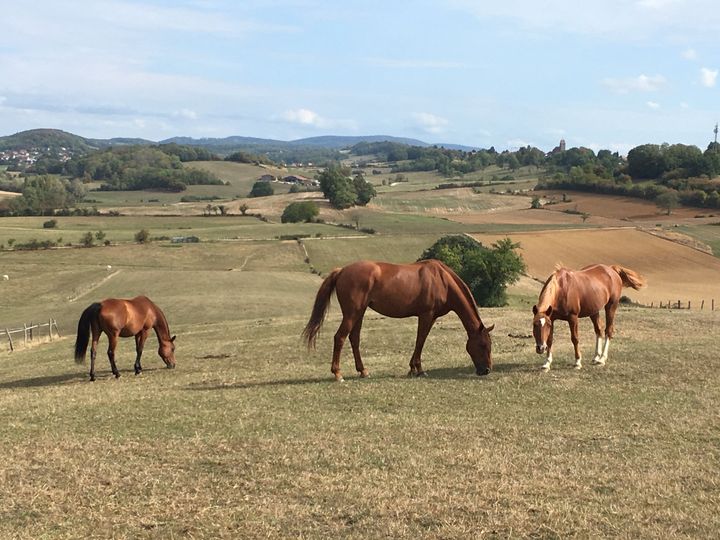 Des chevaux dans le Doubs, ils appartiennent à Sébastien qui a installé des caméras pour surveiller son pré. (DAVID DI GIACOMO / RADIO FRANCE)