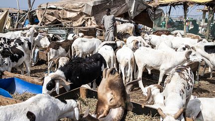 80% du bétail consommé durant Tabaski provient du Sénégal. Chaque année au moment de cette fête religieuse, 260 000 moutons sont consommés dans la seule région de Dakar.&nbsp; &nbsp; (JOHN WESSELS / AFP)