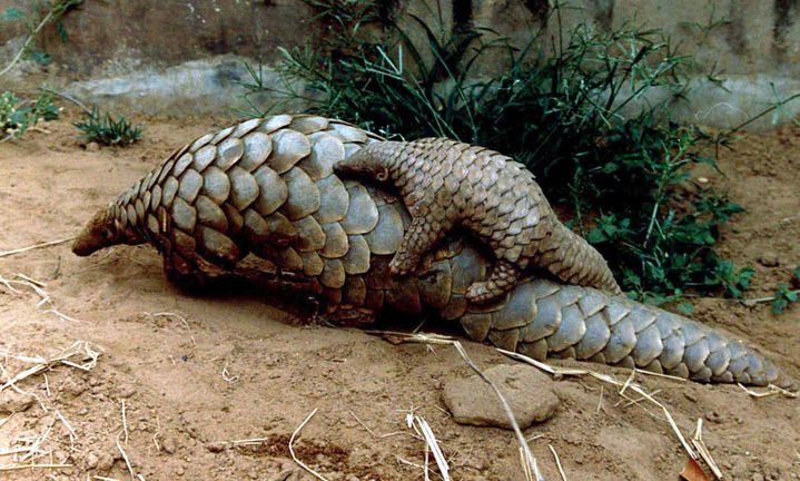 Un bébé pangolin sur sa mère dans le zoo de&nbsp;Bhubaneshwar (est de l'Inde) (REUTERS - STRINGER . / X80002)