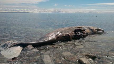 Un cachalot de 12 m&egrave;tres s'est &eacute;chou&eacute; pr&egrave;s du rivage &agrave; Cap-Saint-Georges, au Canada. (EBAY)