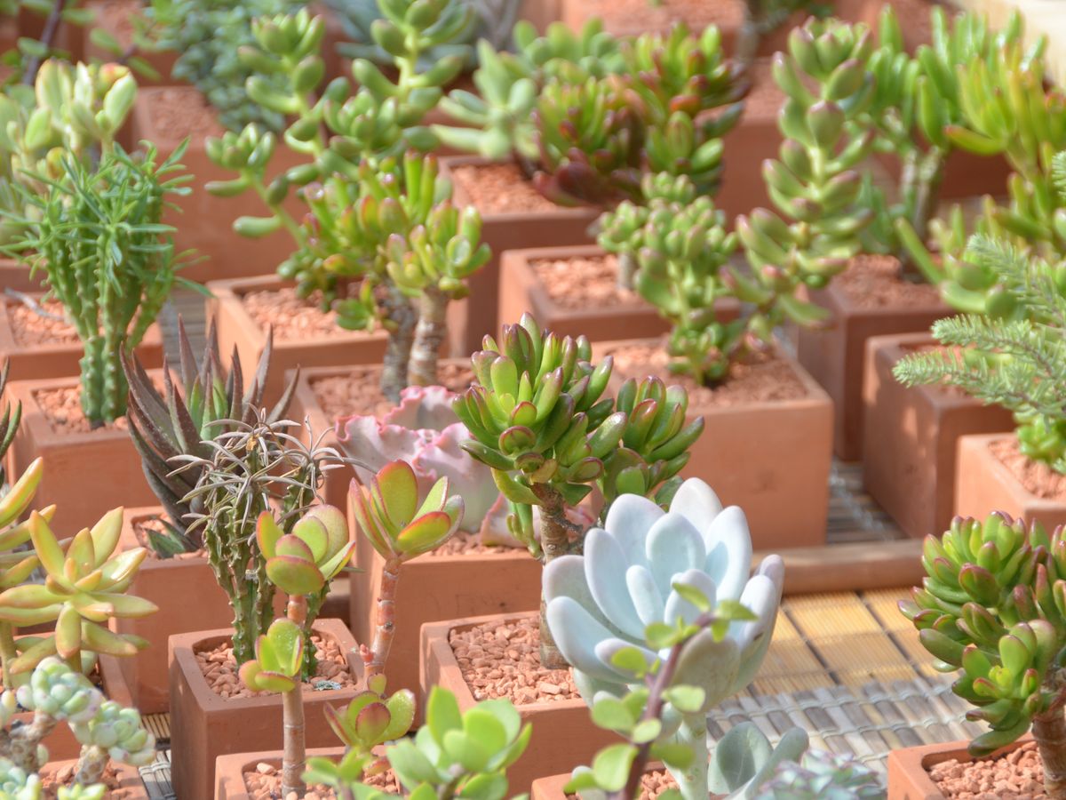 3 Pièces Petit Pot De Fleur Pour Plantes Succulentes Mini - Temu