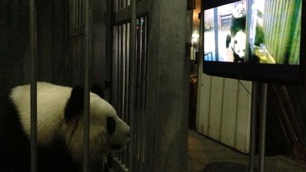 Une femelle panda regarde une vid&eacute;o de panda en train de se reproduire dans un centre de recherche de la province du Sichuan (Chine), le 10 mars 2013. Cette exp&eacute;rience a pour but de comprendre pourquoi cette femelle ne cesse de rejeter les accouplements, m&ecirc;me en p&eacute;riode de chaleur. (REUTERS)