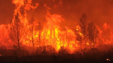 Un gigantesque incendie s'est d&eacute;clar&eacute; en Catalogne &agrave; la fronti&egrave;re franco-espagnole, le 22 juillet 2012. Ici, les flammes s'attaquent &agrave; la for&ecirc;t pr&egrave;s de La Jonqu&egrave;re (Espagne). (LLUIS GENE / AFP)