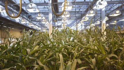 &nbsp; (Plantation de maïs transgénique de Syngenta Biotech, en Chine. © Kim Kyung Hoon/Reuters)