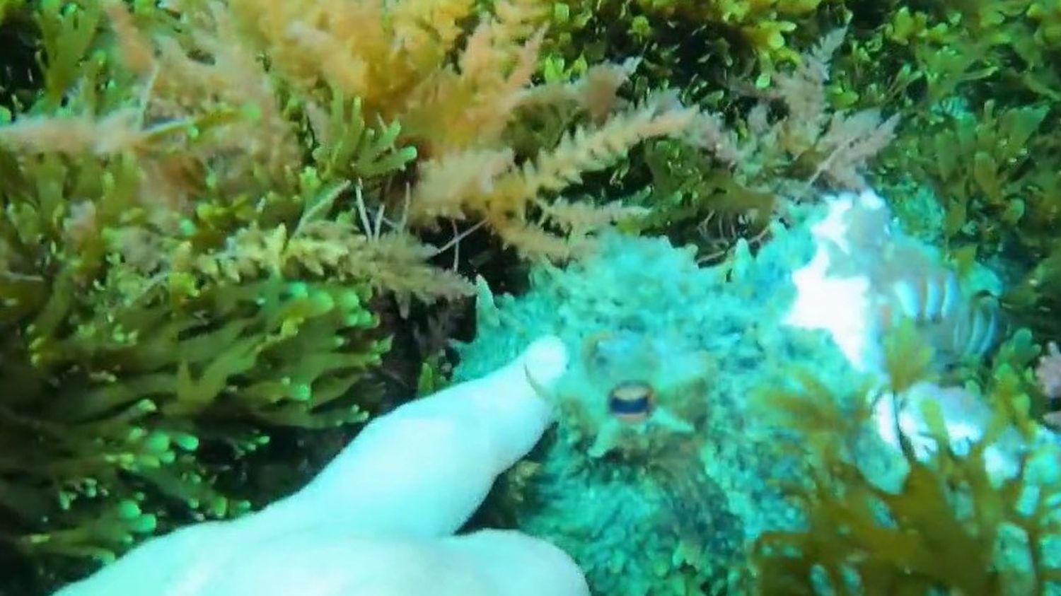 Info France 3. Le littoral protégé des calanques menacé par une algue verte  asiatique invasive en Méditerranée