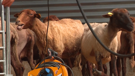 Évreux : les moutons municipaux sont passés à la tonte (France 3)