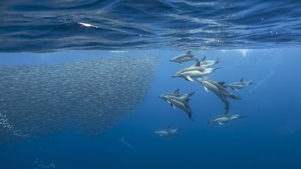 Des dauphins poursuivent un banc de sardines, 22 août 2013, en&nbsp;Corse. (FABRICE GUERIN / BIOSPHOTO / AFP)