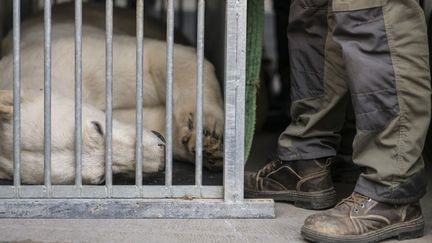 Un ours polaire dans une cage au zoo de Mulhouse, le 9 avril 2020. (SEBASTIEN BOZON / AFP)