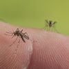 Un moustique&nbsp;porteur des virus de la dengue, de la fi&egrave;vre jaune et du chikungunya, qui peut aussi transmettre le virus Zika. (ROGER ERITJA / BIOSPHOTO / AFP)