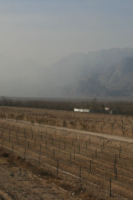 Au pied des monts Helan, dans la petite province centrale du Ningxia, les exploitations viticoles se sont multipliées ces dernières années, avec le soutien des autorités locales. (Romain Ouertal)