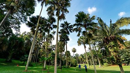 Au centre du Tanglin Core, l’une des parties du jardin, loge un lac mais également une incroyable collection de palmiers avec plus de 220 espèces différentes.

C’est aussi dans cet emplacement que se trouve une forêt tropicale.
 (AFP PHOTO / ROSLAN RAHMAN)