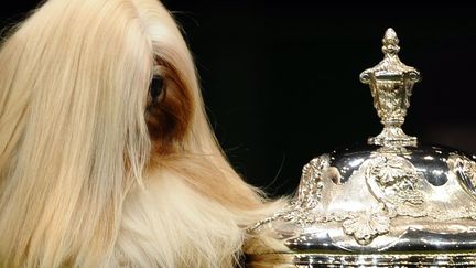 Elizabeth, un Lhassa apso pose &agrave; c&ocirc;t&eacute; de son troph&eacute;e apr&egrave;s avoir remport&eacute; le "Best in show" du concours canin de Birmingham (Royaume-Uni), le 11 mars 2012. (PAUL ELLIS / AFP)