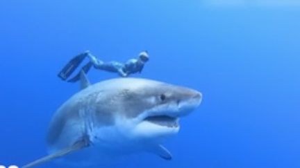 Hawaï : face à un requin blanc