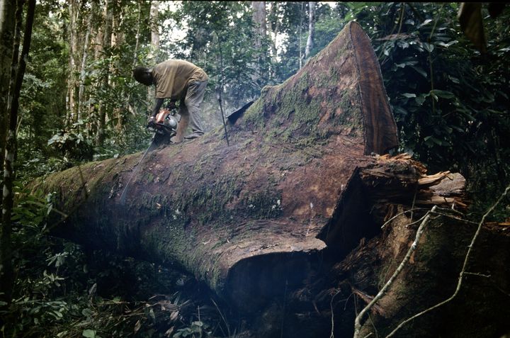 Bûcheron coupant un tronc d'okoumé dans la forêt des Abeilles (centre du Gabon) (FRAN?OIS LASSERRE / BIOSPHOTO)