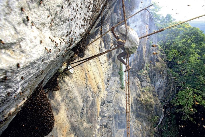 Récolte du miel en Inde (Eric Tourneret)