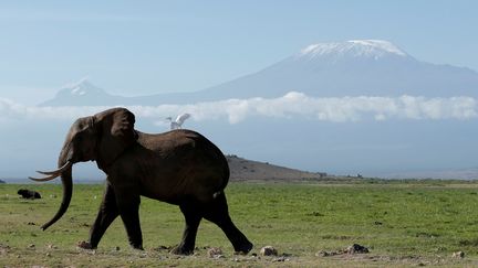 Un éléphant dans le parc national d'Amboseli, au Kenya, le 19 mars 2017. (GORAN TOMASEVIC / REUTERS)