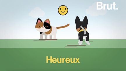 La queue joue un rôle clé dans la communication des chats et des chiens. Ses mouvements sont de bons indicateurs de&nbsp;leur état intérieur. (BRUT)