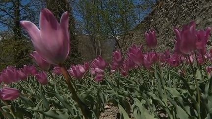 Hautes-Alpes : la tulipe de Guillestre, une plante au naturel