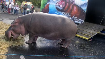 Un&nbsp;hippopotame&nbsp;dans un cirque, en septembre 2017. (GERARD HOUIN / AFP)