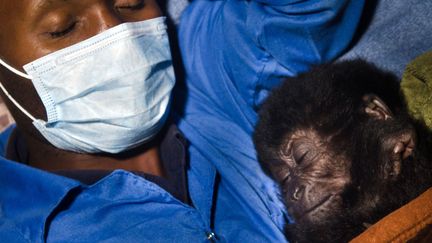 Un b&eacute;b&eacute; gorille dort avec son soigneur dans le parc national des&nbsp;Virunga au Congo, le 21 septembre 2012. (VIRUNGA NATIONAL PARK / AFP)