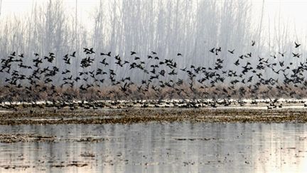 Vue sur les oiseaux migrateurs. (AFP)