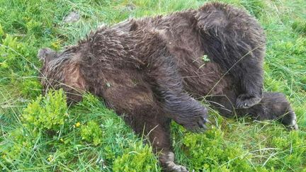 Le&nbsp;cadavre d'un ours découvert dans en Ariège / ©&nbsp;Twitter Elisabeth Borne. (Twitter Elisabeth Borne)