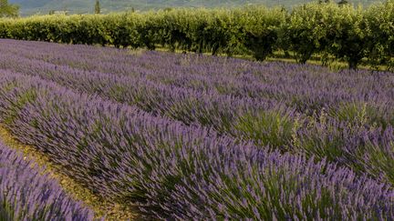 Des champs de lavande - lavandin - dans le sud de la Drôme. (BERTRAND RIOTORD / MAXPPP)