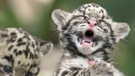 Une jeune panth&egrave;re n&eacute;buleuse est pr&eacute;sent&eacute;e par les v&eacute;t&eacute;rinaires du zoo d'Olmen (Belgique) le 16 avril 2016. Il reste seulement 10 000 specimen de cet animal sur Terre.&nbsp; (YVES HERMAN / REUTERS)