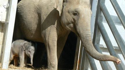 Homaline et son b&eacute;b&eacute; &eacute;l&eacute;phanteau au zoo de Pont-Scorff (Morbihan), en juin 2012. (ZOO DE PONT-SCORFF)