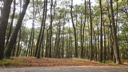 Une forêt de pins à La Palmyre (Charente-Maritime), le 25 juillet 2023. (ADRIEN FILLON / NURPHOTO / AFP)